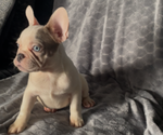 Small #7 French Bulldog