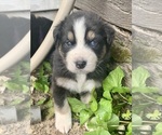 Small #1 Australian Shepherd