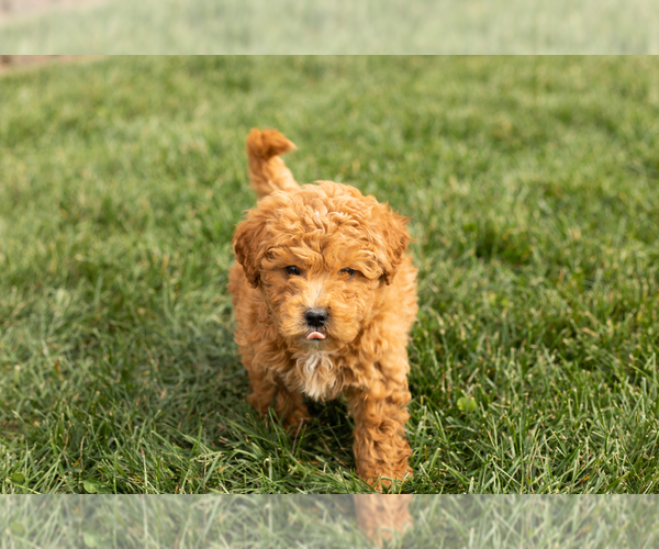 Medium Photo #2 Cock-A-Poo-Goldendoodle Mix Puppy For Sale in TOPEKA, IN, USA