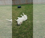 Small #20 Great Pyrenees