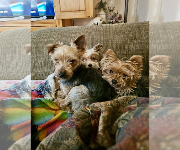 Medium Photo #4 Mutt Puppy For Sale in St. Louis Park, MN, USA