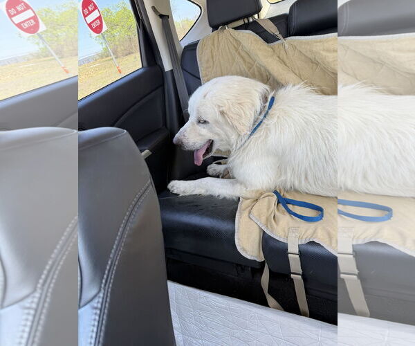 Medium Photo #5 Great Pyrenees Puppy For Sale in Houston, TX, USA