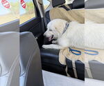 Small #4 Great Pyrenees