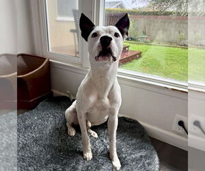 American Staffordshire Terrier-Labrador Retriever Mix Dogs for adoption in San Juan Capistrano, CA, USA