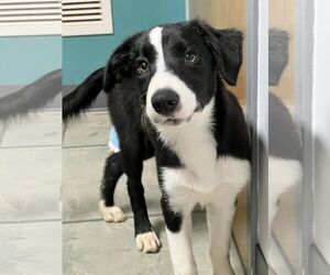 Border Collie Dogs for adoption in Highland, IL, USA