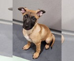 Small #1 Pug Mix
