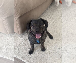 Chihuahua-Unknown Mix Dogs for adoption in Sandy, UT, USA