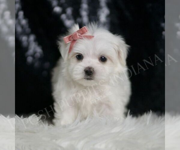 Medium Photo #5 Maltese Puppy For Sale in WARSAW, IN, USA