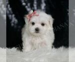 Small #4 Maltese