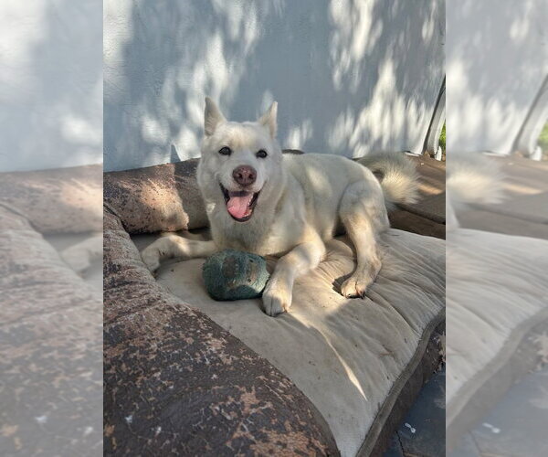 Medium Photo #3 Siberian Husky-Unknown Mix Puppy For Sale in Dana Point, CA, USA