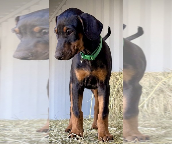 Medium Photo #1 Doberman Pinscher Puppy For Sale in HAMMOND RANCH, CA, USA