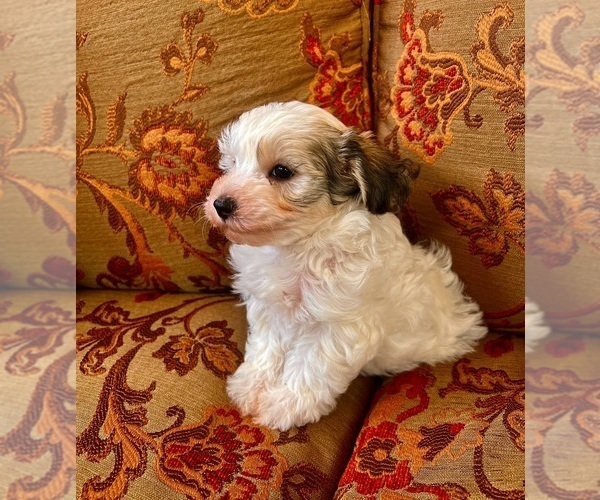 Medium Photo #1 Poodle (Miniature)-Schnoodle (Miniature) Mix Puppy For Sale in Lexington, NC, USA