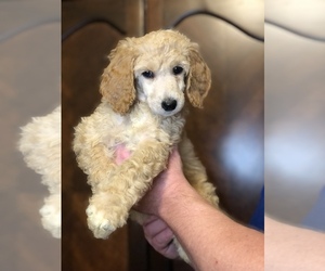Poodle (Standard) Puppy for sale in IRONTON, OH, USA