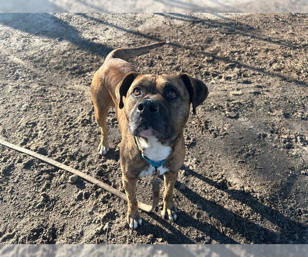 Medium Photo #2 Boxer-Unknown Mix Puppy For Sale in Ocala, FL, USA