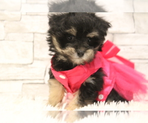 Maltese-Poodle (Toy) Mix Puppy for sale in HUGHESVILLE, MO, USA