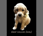 Small #6 English Cream Golden Retriever