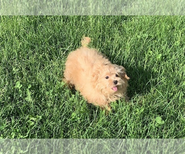 Medium Photo #12 Maltipoo Puppy For Sale in WARSAW, IN, USA