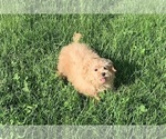 Small Photo #12 Maltipoo Puppy For Sale in WARSAW, IN, USA