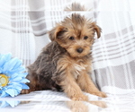 Small Photo #4 YorkiePoo Puppy For Sale in SHILOH, OH, USA