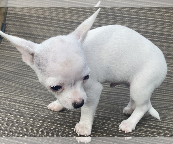 Medium Photo #4 Chihuahua Puppy For Sale in LEBANON, NJ, USA