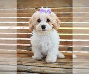 Cavachon-Poodle (Miniature) Mix Puppy for sale in HOPKINSVILLE, KY, USA