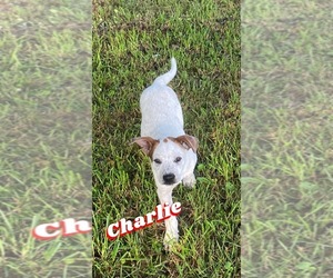 Australian Cattle Dog-Mutt Mix Puppy for sale in KANKAKEE, IL, USA