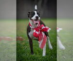 Small #2 American Staffordshire Terrier