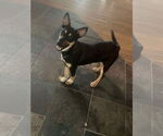Small Mutt