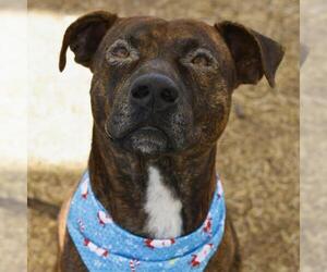American Staffordshire Terrier-Unknown Mix Dogs for adoption in San Antonio, TX, USA