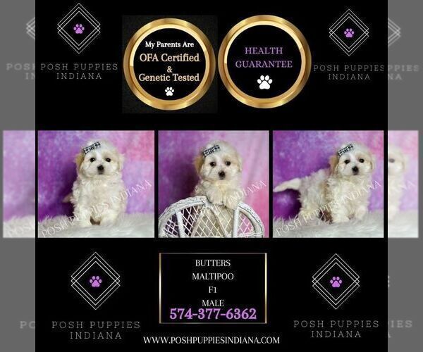 Medium Photo #2 Maltipoo (Miniature) Puppy For Sale in WARSAW, IN, USA