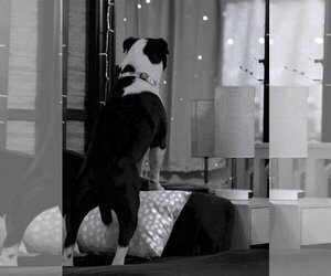 Louie - Male Mutt Dog for Adoption - Photo #2