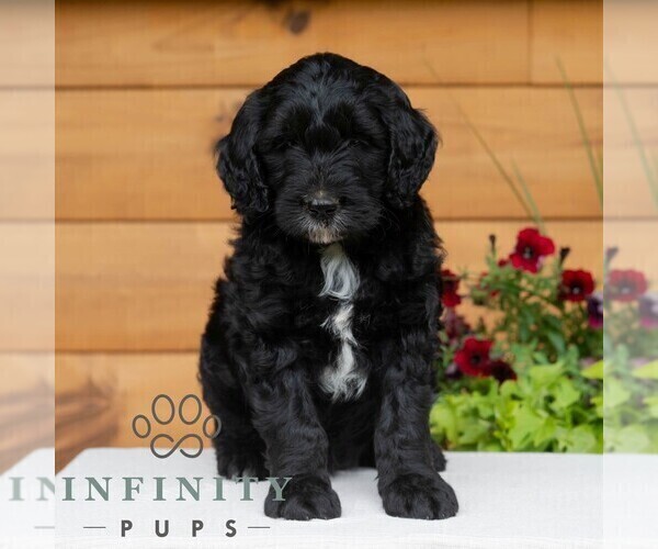 Medium Photo #5 Goldendoodle Puppy For Sale in ROARING SPRING, PA, USA