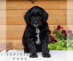 Small #4 Goldendoodle