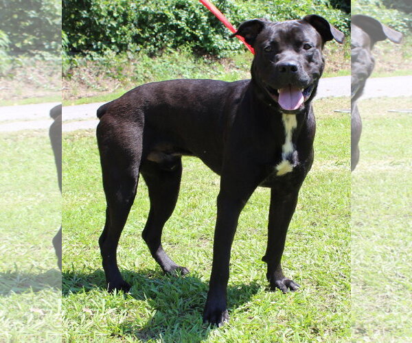 Medium Photo #4 Mutt Puppy For Sale in Prattville, AL, USA