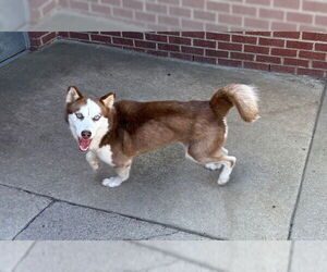 Huskies -Unknown Mix Dogs for adoption in Raleigh, NC, USA