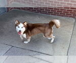 Small Huskies  Mix