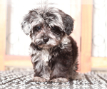 Small #3 YorkiePoo