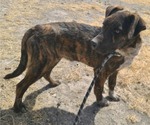 Small #12 Labrador Retriever-Plott Hound Mix