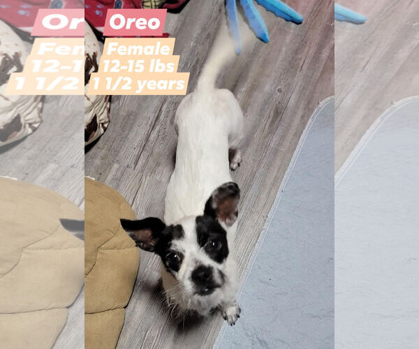 Medium Photo #2 Chihuahua-Unknown Mix Puppy For Sale in Aurora, CO, USA