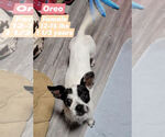 Small #1 Chihuahua Mix