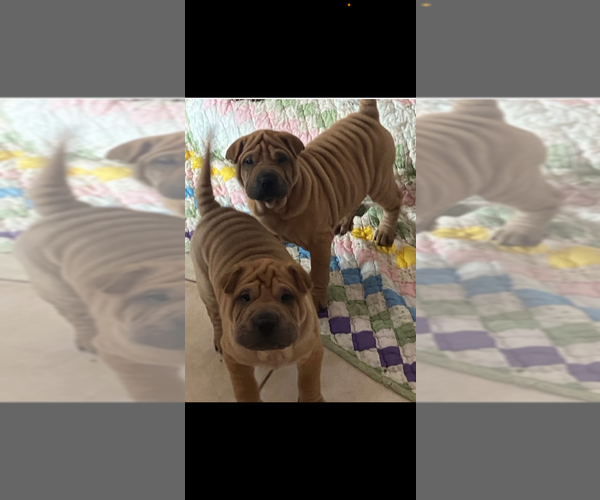 Medium Photo #2 Chinese Shar-Pei Puppy For Sale in PORT SAINT LUCIE, FL, USA