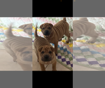 Small #1 Chinese Shar-Pei