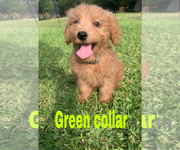 Medium Photo #1 Goldendoodle (Miniature) Puppy For Sale in BAKERSFIELD, CA, USA