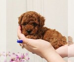 Puppy Calvin Poodle (Toy)