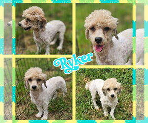 Cockapoo Dogs for adoption in Blacksburg, SC, USA