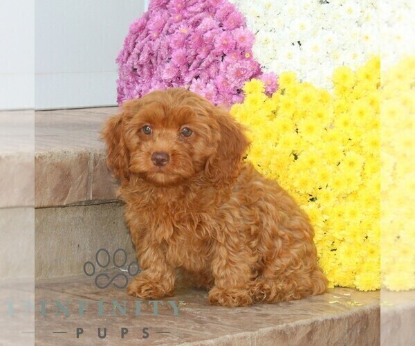 Medium Photo #2 Cavapoo Puppy For Sale in NOTTINGHAM, PA, USA