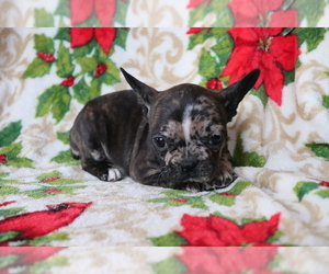 Faux Frenchbo Bulldog Puppy for sale in SHILOH, OH, USA