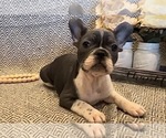 Small French Bulldog