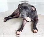 Small #1 Labrador Retriever Mix