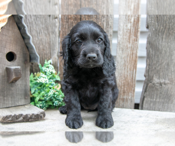 Medium Photo #2 Cocker Spaniel Puppy For Sale in SHREVE, OH, USA